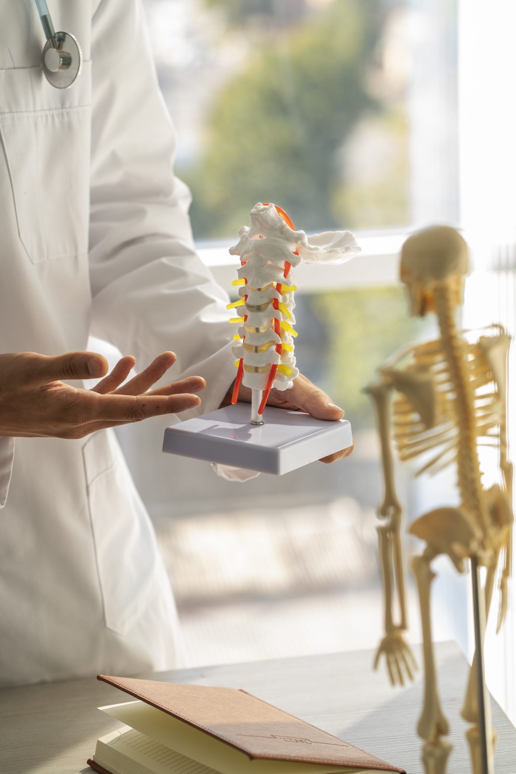 Orthopaedic Traumology Specialist Doctor Holding a Spine Figure