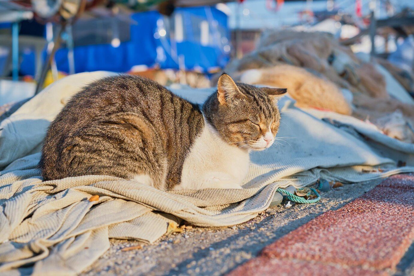 Cats from Istanbul