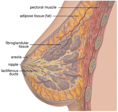 Anatomy of a Breast